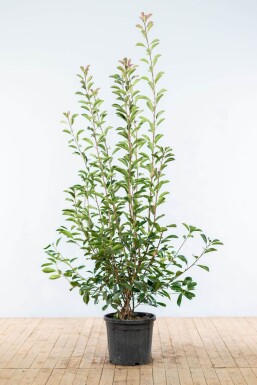 Photinia Fraseri Red Robin 175-200 cm