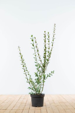 Troène / Ligustrum Vulgare Atrovirens 60-80 cm