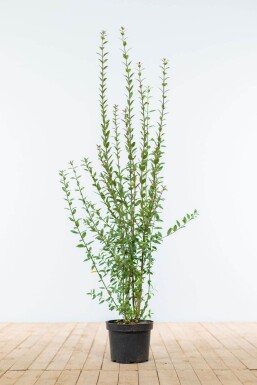 Troène / Ligustrum Vulgare Atrovirens 80-100 cm