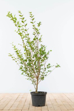 Troène de Californie / Ligustrum Ovalifolium 100-125 cm