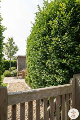 Troène de Californie / Ligustrum Ovalifolium 100-125 cm