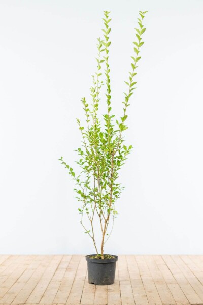 Troène de Californie / Ligustrum Ovalifolium 150-175 cm