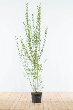 Troène / Ligustrum Vulgare Atrovirens 150-175 cm