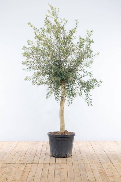 L'Olivier / Olea Europaea Sur tige/stipe/tronc 150-175 cm