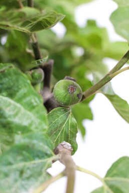 Figuier / Ficus Carica Sur tige/stipe/tronc 80-100 cm