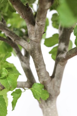 Figuier / Ficus Carica Sur tige/stipe/tronc 80-100 cm