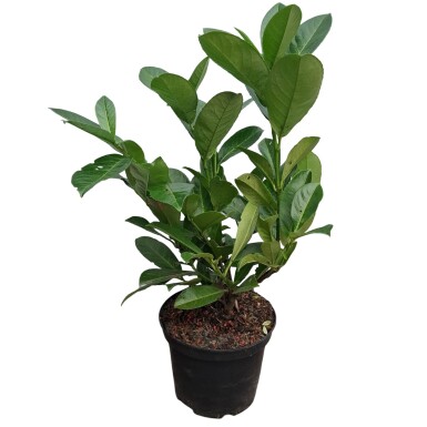 Laurier-palme / Prunus Laurocerasus Rotundifolia 40-60 cm