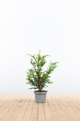 If Commun / Taxus Baccata 40-60 cm - Pot