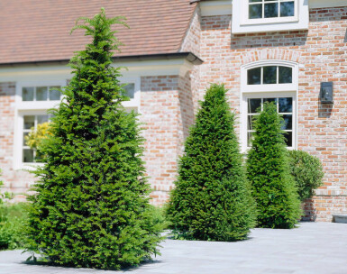 If Commun / Taxus Baccata 40-60 cm - Pot