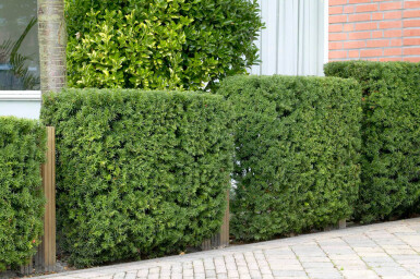 If Commun / Taxus Baccata 40-60 cm - Pot