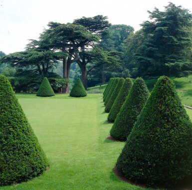 If Commun / Taxus Baccata 40-60 cm - Pot