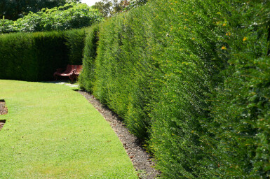 If Commun / Taxus Baccata 40-60 cm - Pot