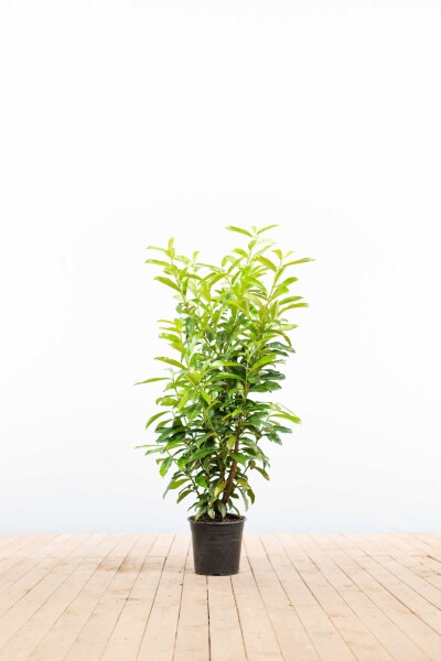 Laurier-cerise / Prunus Laurocerasus Genolia 80-100 cm - Pot