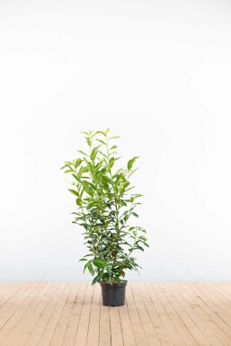 Laurier-cerise / Prunus Laurocerasus Genolia 100-125 cm - Pot