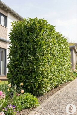 Laurier-palme / Prunus Laurocerasus Herbergii 60-80 cm - Pot