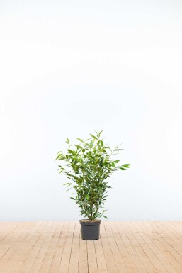 Laurier-palme / Prunus Laurocerasus Herbergii 80-100 cm - Pot