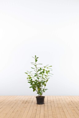 Laurier-palme / Prunus Laurocerasus Novita 60-80 cm - Pot