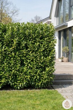 Laurier-palme / Prunus Laurocerasus Novita 60-80 cm - Pot
