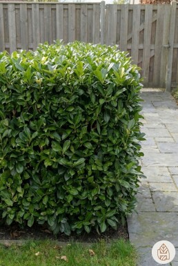 Laurier-cerise / Prunus Laurocerasus Otto Luyken 30-40 cm - Pot