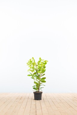 Laurier-palme / Prunus Laurocerasus Rotundifolia 60-80 cm - Pot