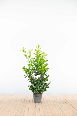 Laurier-palme / Prunus Laurocerasus Rotundifolia 100-125 cm - Pot