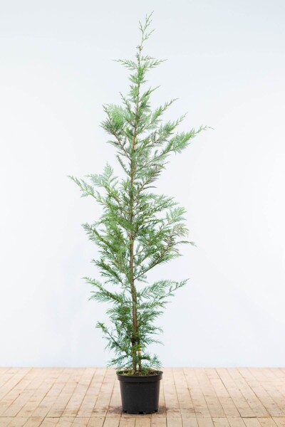 Cypres De Leyland Cupressocyparis Leylandii 150-175 cm - Pot