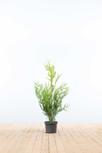 Thuya Plicata Atrovirens 80-100 cm - Pot