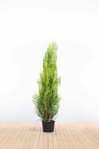 Thuya Plicata Atrovirens 150-175 cm - Pot