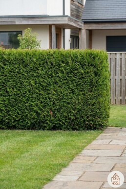 Thuya Occidentalis Brabant 60-80 cm - Pot