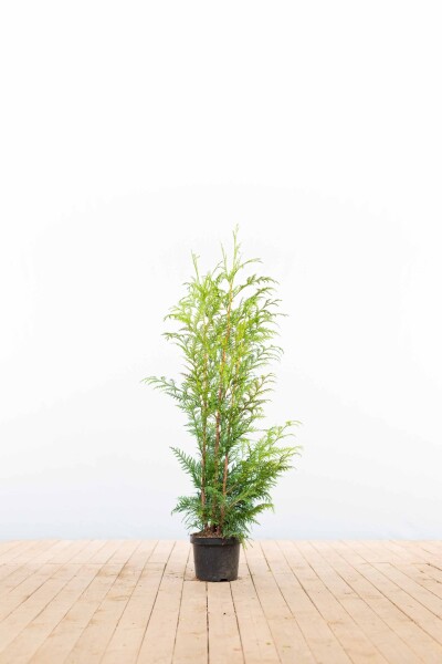 Thuya Plicata Excelsa 80-100 cm - Pot