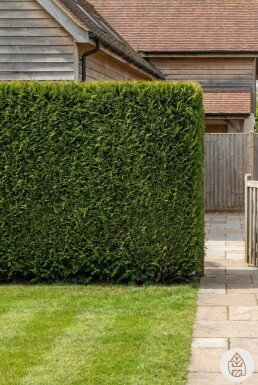 Thuya Plicata Excelsa 80-100 cm - Pot