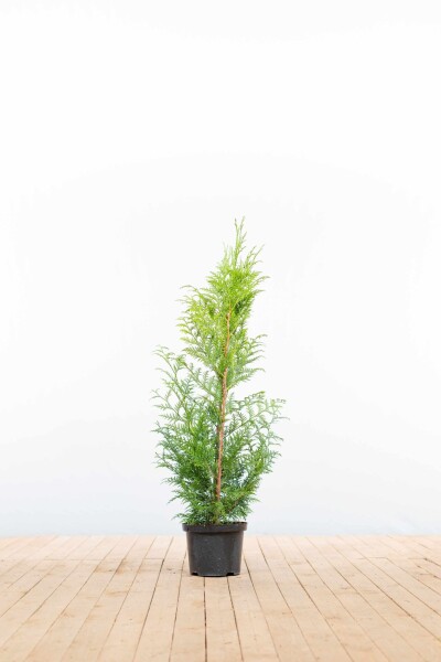 Thuya Plicata Excelsa 100-125 cm - Pot
