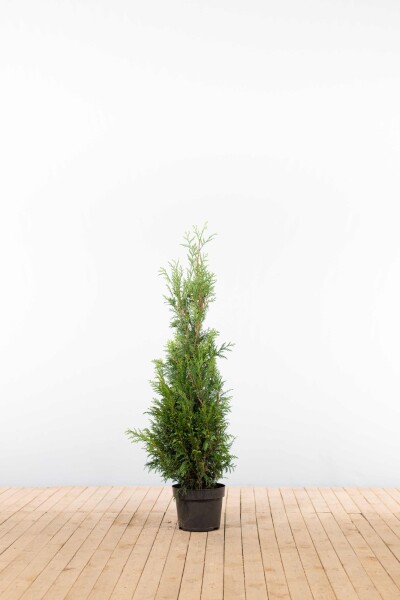 Thuya Plicata Martin 100-125 cm - Pot