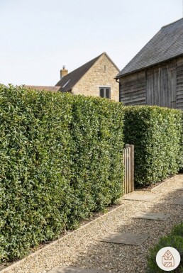 Osmanthe / Osmanthus Burkwoodii 40-60 cm - Pot
