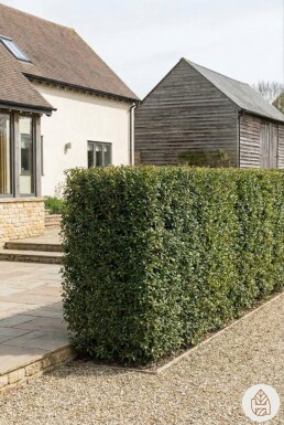 Osmanthe / Osmanthus Burkwoodii 60-80 cm - Pot