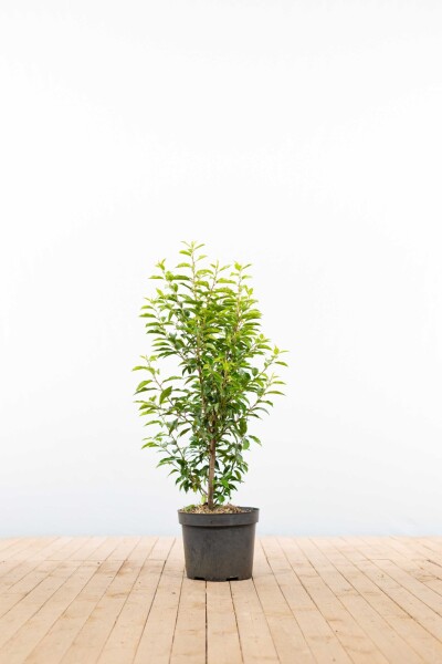 Laurier-cerise / Laurier Du Portugal Prunus Lusitanica Angustifolia 80-100 cm - Pot