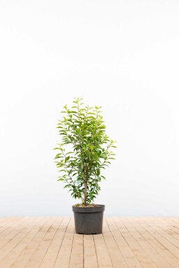 Laurier-cerise / Laurier Du Portugal Prunus Lusitanica Angustifolia 80-100 cm - Pot