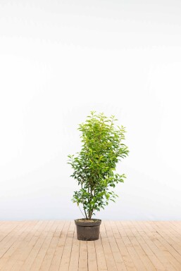 Laurier-cerise / Laurier Du Portugal Prunus Lusitanica Angustifolia 100-125 cm - Pot