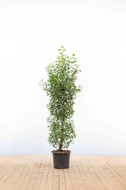 Laurier-cerise / Laurier Du Portugal Prunus Lusitanica Angustifolia 125-150 cm - Pot