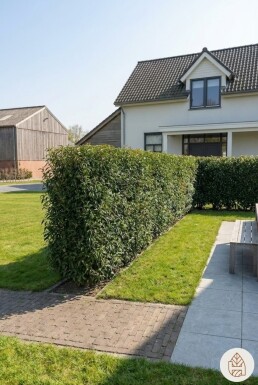 Laurier-cerise / Laurier Du Portugal Prunus Lusitanica Angustifolia 200-225 cm - Pot