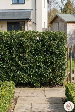 Ilex Aquifolium / Houx Commun 60-80 cm - Pot