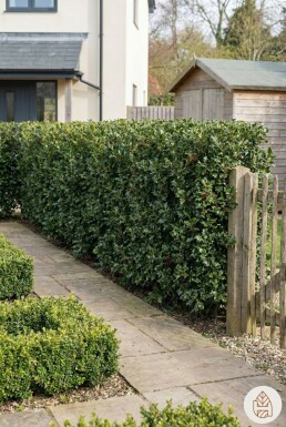 Ilex Aquifolium / Houx Commun 60-80 cm - Pot