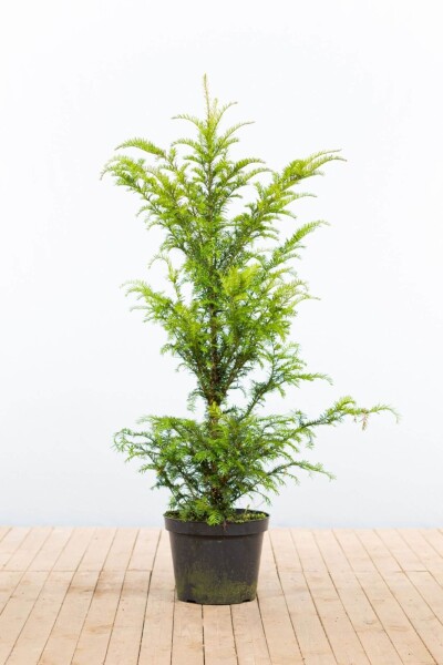 If Commun / Taxus Baccata 100-120 cm - Pot