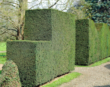 If Commun / Taxus Baccata 100-120 cm - Pot