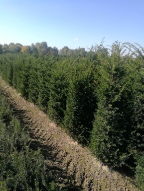 If Commun / Taxus Baccata 100-120 cm - Pot