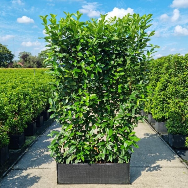 Laurier-cerise / Prunus laurocerasus Genolia 100x30x160 cm - haie prête à l’emploi