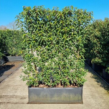 Laurierkers / Prunus Lusitanica Angustifolia 100x30x160 cm - Haagelement