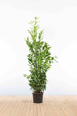 Laurier-palme / Prunus Laurocerasus Caucasica 150-175 cm - Pot