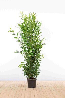 Laurier-palme / Prunus Laurocerasus Caucasica 175-200 cm - Pot