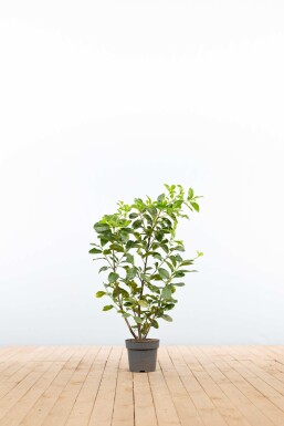 Laurier-cerise / Prunus Laurocerasus Etna 80-100 cm - Pot